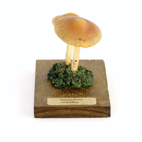 Ensemble didactique 2 de 7 champignons identifiés sur planchettes de bois 5