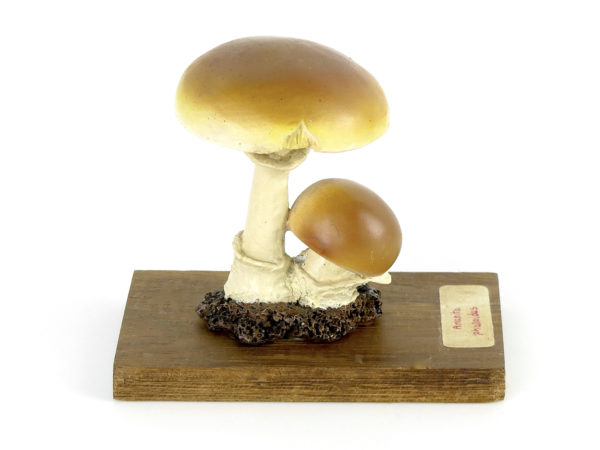 Ensemble didactique 2 de 7 champignons identifiés sur planchettes de bois 6