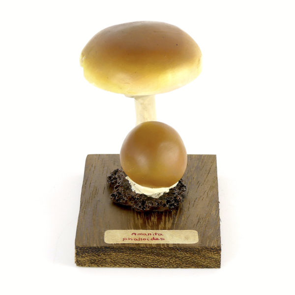 Ensemble didactique 2 de 7 champignons identifiés sur planchettes de bois 6