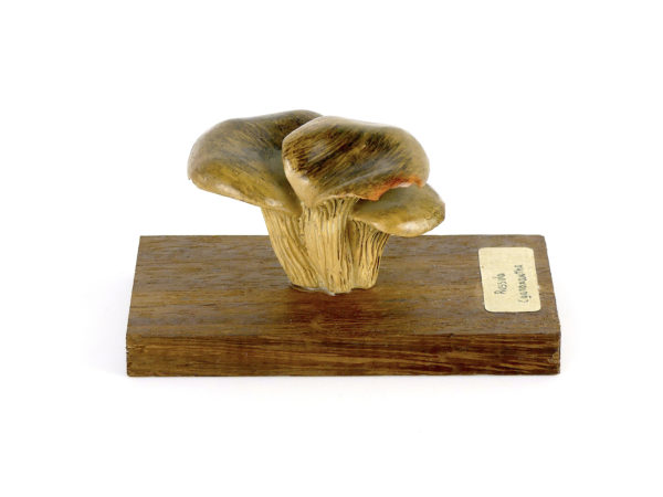 Ensemble didactique 2 de 7 champignons identifiés sur planchettes de bois 7