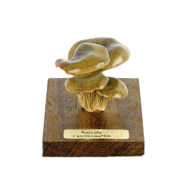 Ensemble didactique 2 de 7 champignons identifiés sur planchettes de bois 7