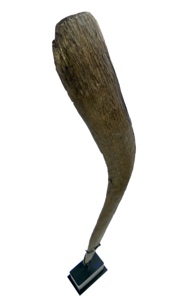 Grand boomerang aborigène ancien en bois dense sur socle (dessus 3/4)