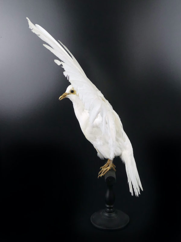 Colombe blanche naturalisée aux ailes déployées sur perchoir (profil)