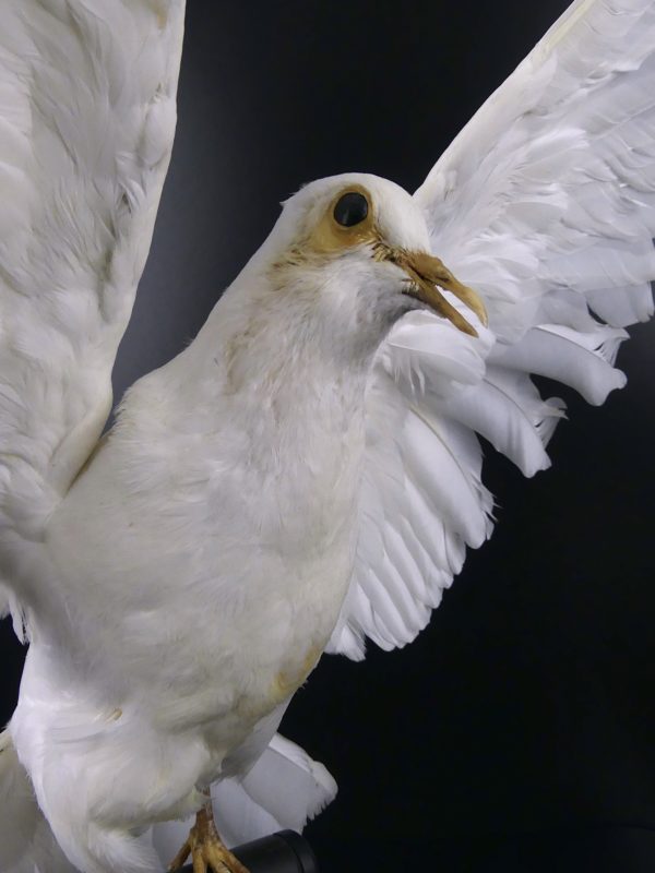 Colombe blanche naturalisée aux ailes déployées sur perchoir (détail 3/4)
