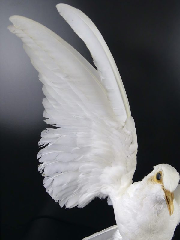 Colombe blanche naturalisée aux ailes déployées sur perchoir (détail)