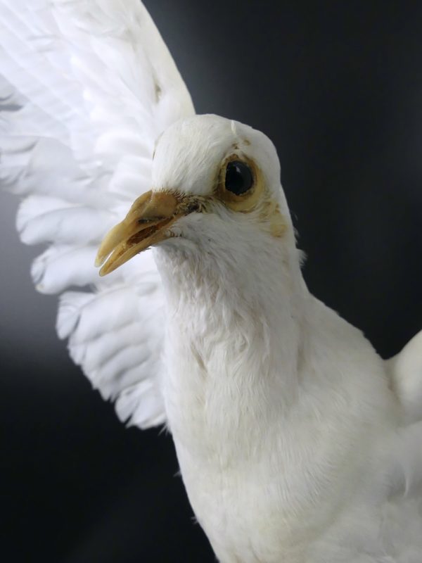 Colombe blanche naturalisée aux ailes déployées sur perchoir (détail)