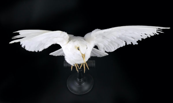 Colombe blanche naturalisée aux ailes déployées sur perchoir (dessus)
