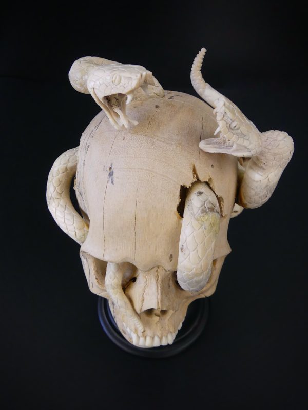 Crâne au deux serpents en bois de tamarin et bois de cerf (dessus)