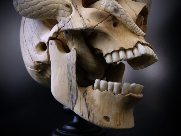 Crâne au deux serpents en bois de tamarin et bois de cerf (détail)