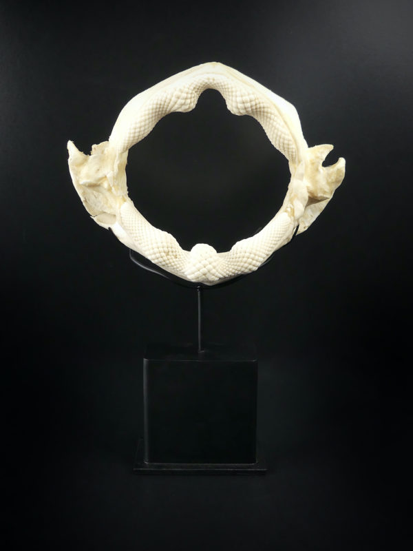 Mâchoire de requin raie sur socle (face)