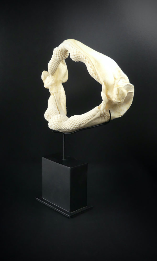Mâchoire de requin raie sur socle (3/4)