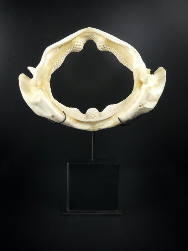 Mâchoire de requin raie sur socle (dos)