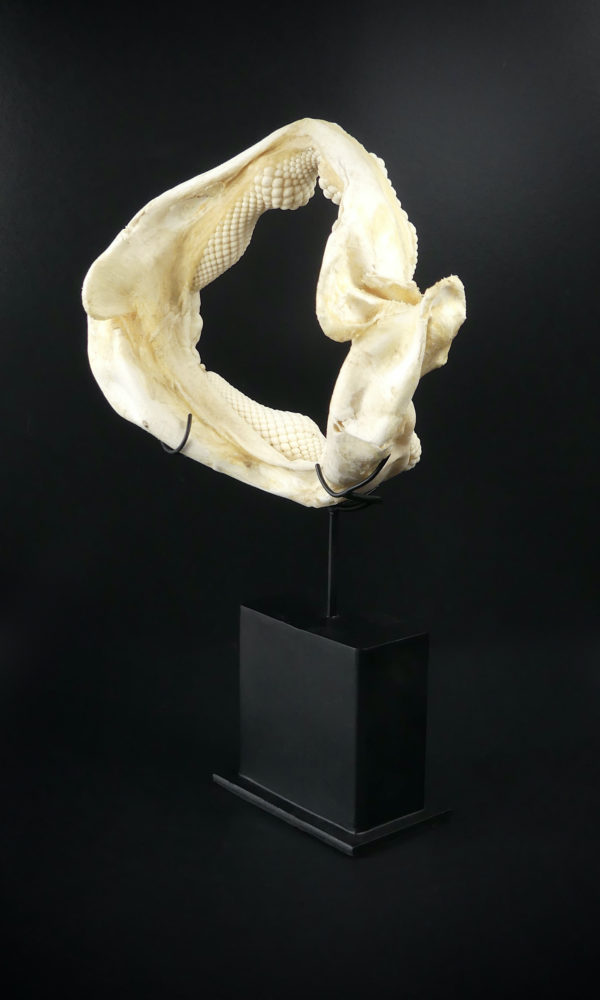 Mâchoire de requin raie sur socle (3/4)