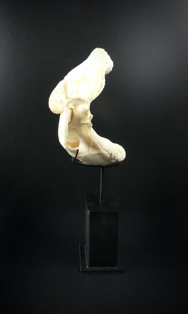 Mâchoire de requin raie sur socle (profil)