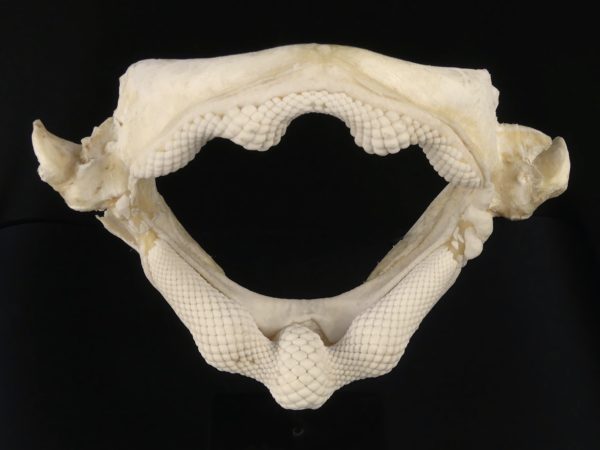 Mâchoire de requin raie sur socle (dessus)