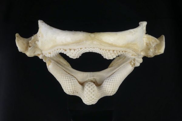Mâchoire de requin raie sur socle (dessus)