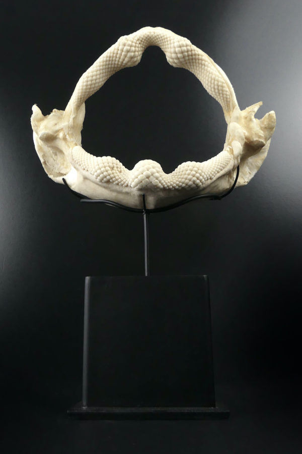 Mâchoire de requin raie sur socle (face)