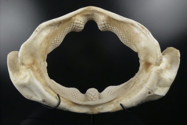 Mâchoire de requin raie sur socle (intérieur)