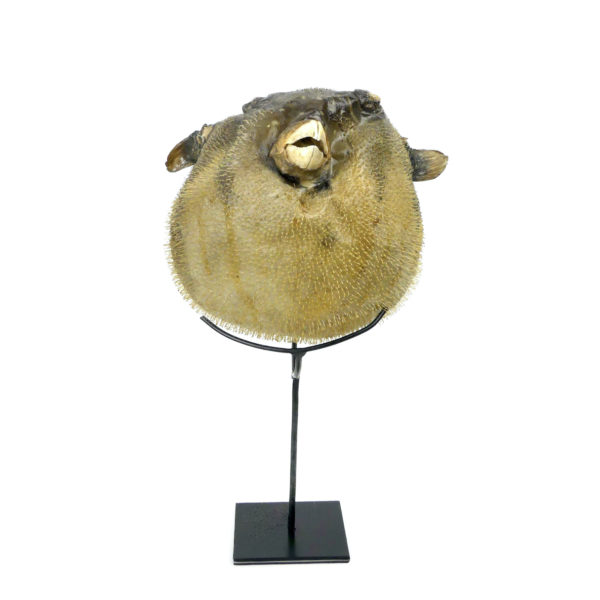 Poisson-globe naturalisé sur socle métallique noir (face)