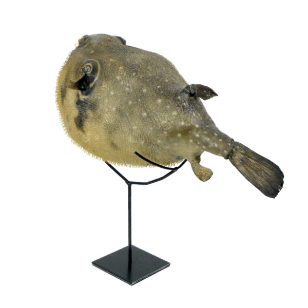 Poisson-globe naturalisé sur socle métallique noir (3/4 dos)