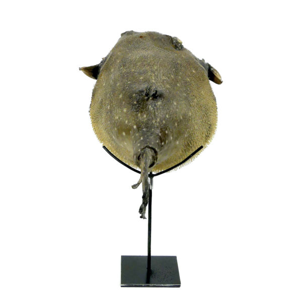 Poisson-globe naturalisé sur socle métallique noir (dos)