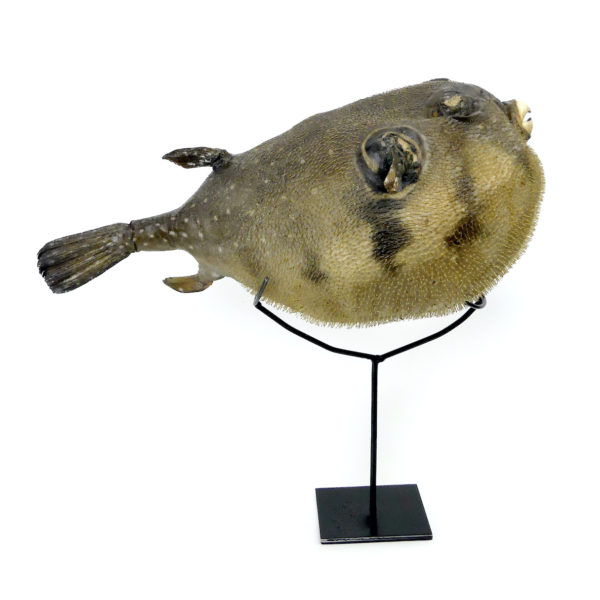 Poisson-globe naturalisé sur socle métallique noir (profil)