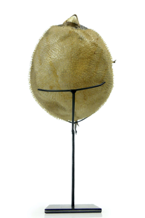 Poisson-globe naturalisé sur socle métallique noir (dessous)