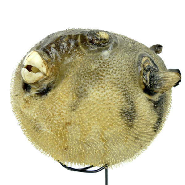 Poisson-globe naturalisé sur socle métallique noir (3/4)