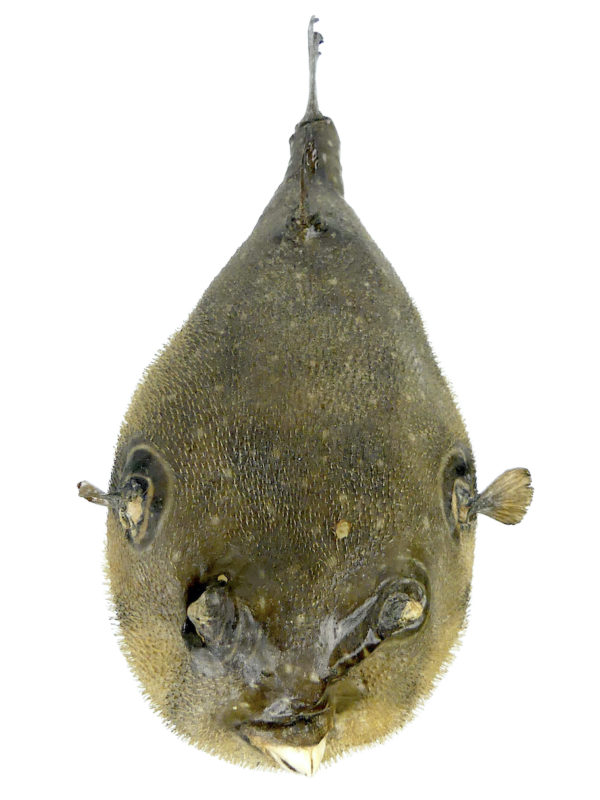Poisson-globe naturalisé sur socle métallique noir (dessus)