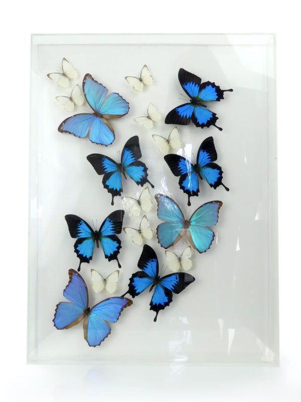 Coffre entomologique de 17 papillons exotiques naturalisés (face)