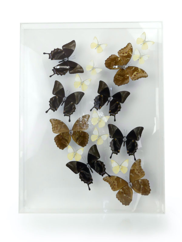 Coffre entomologique de 17 papillons exotiques naturalisés (dos)