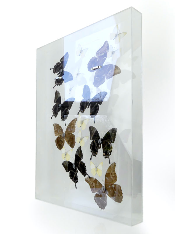 Coffre entomologique de 17 papillons exotiques naturalisés (3/4)