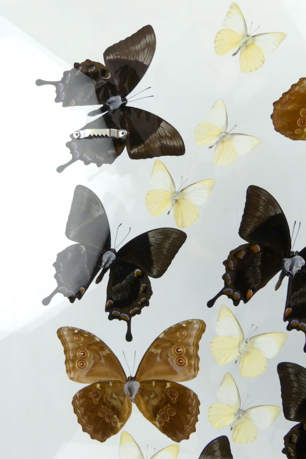 Coffre entomologique de 17 papillons exotiques naturalisés (détail dos)