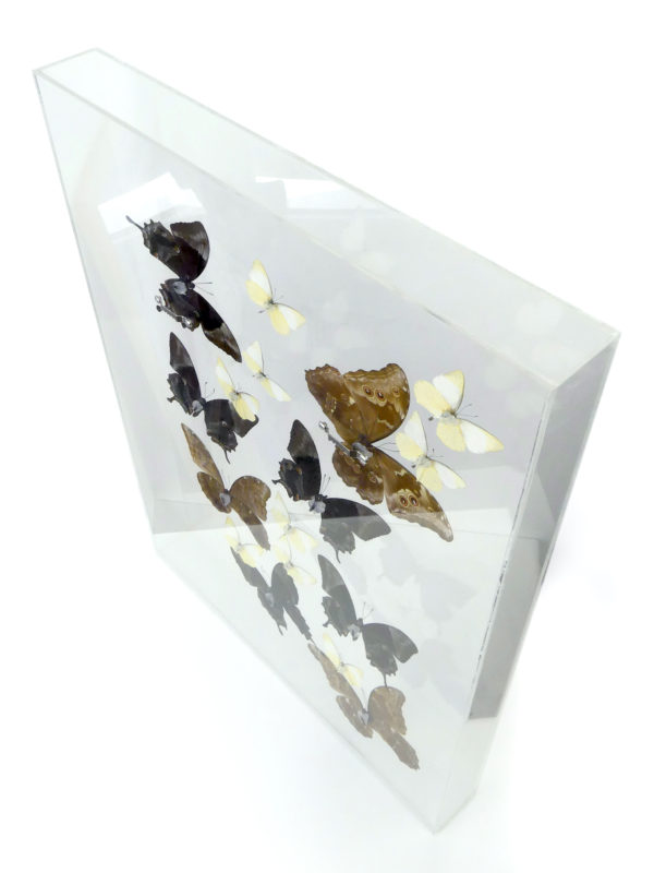 Coffre entomologique de 17 papillons exotiques naturalisés (dessus 3/4)