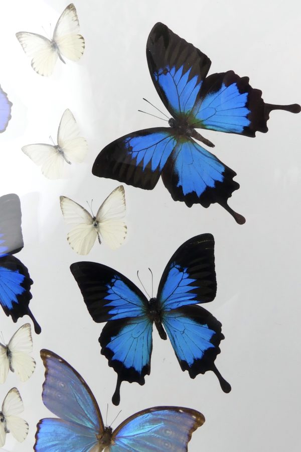 Coffre entomologique de 17 papillons exotiques naturalisés (détail)