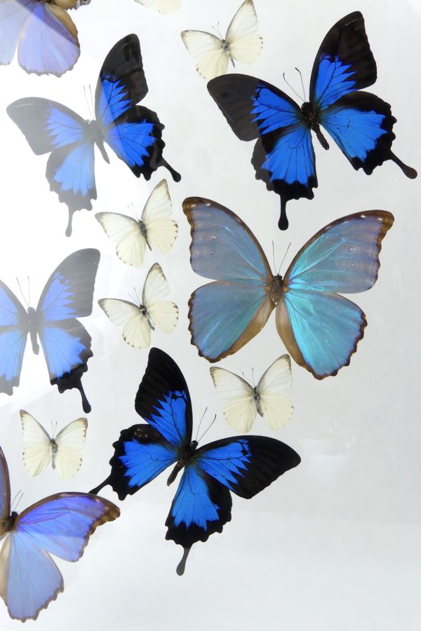 Coffre entomologique de 17 papillons exotiques naturalisés (détail)