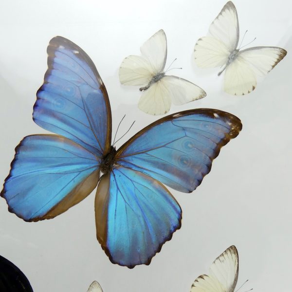 Coffre entomologique de 17 papillons exotiques naturalisés (détail)