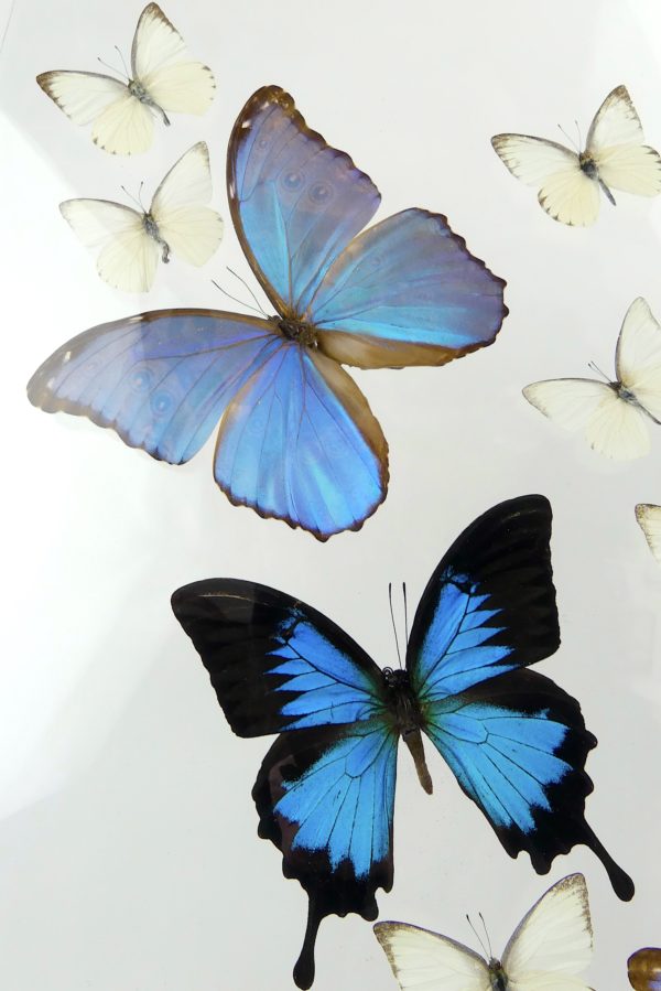 Coffre entomologique de 17 papillons exotiques naturalisés (détail)