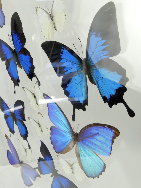 Coffre entomologique de 17 papillons exotiques naturalisés (détail)