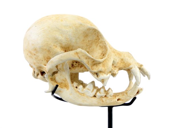 Crâne de chihuahua naturalisé (profil)