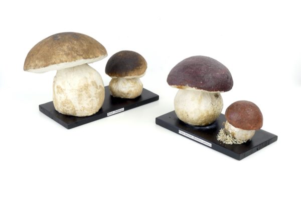 Bolets vintage en papier mâché didactiques des années 60