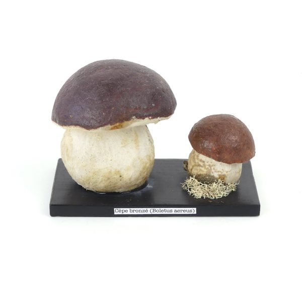 Cèpes bronzés vintage en papier mâché (face)