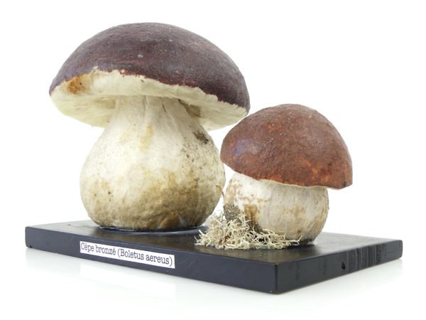 Cèpes bronzés vintage en papier mâché (3/4)