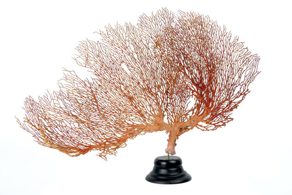 Grande Gorgonian gorgone rouge sur pied