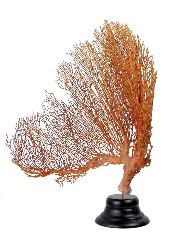 Grande Gorgonian gorgone rouge sur pied (3/4)