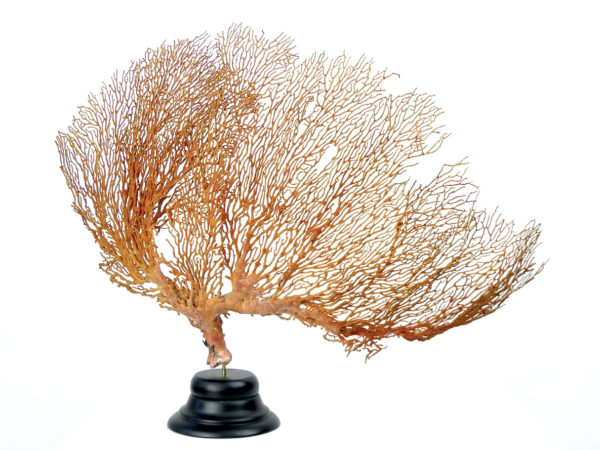 Grande Gorgonian gorgone rouge sur pied (dos)