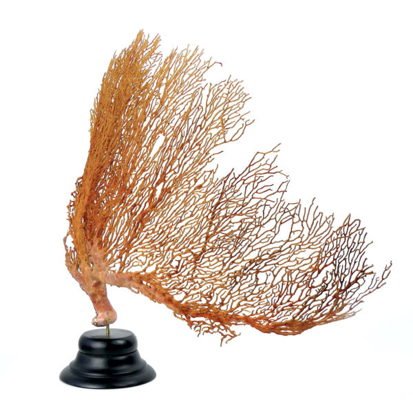 Grande Gorgonian gorgone rouge sur pied (profil)