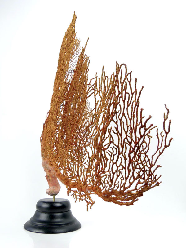 Grande Gorgonian gorgone rouge sur pied (profil)