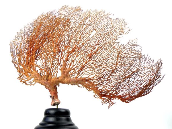 Grande Gorgonian gorgone rouge sur pied (dos)