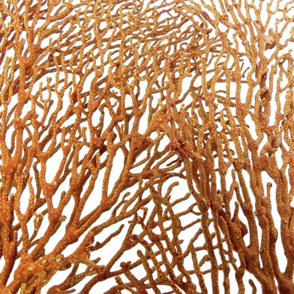 Grande Gorgonian gorgone rouge sur pied (détail)